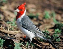 vendo cardenal copete rojo  tiene un ala un  - Imagen 1