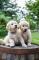 Cachorros-golden-retriever-para-adopcion--Est�-n-entrenados