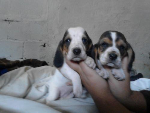 Hermosas cachorras basset hound (hash pupies) - Imagen 3